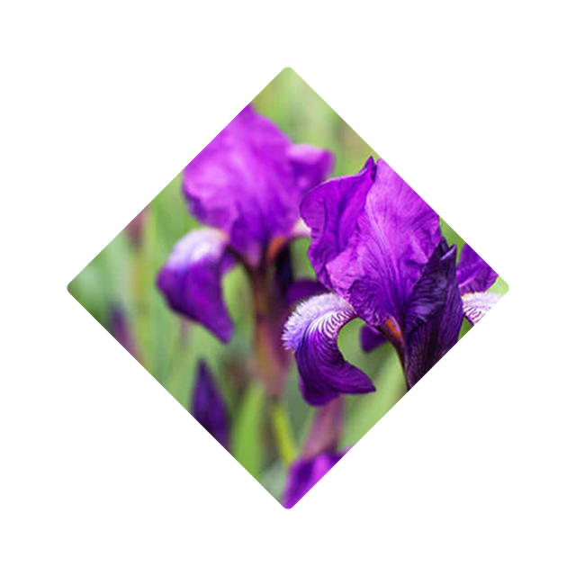 ORRIS ROOT
