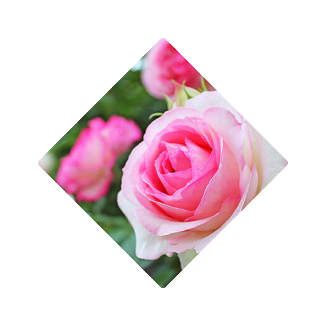 ROSE PETALS