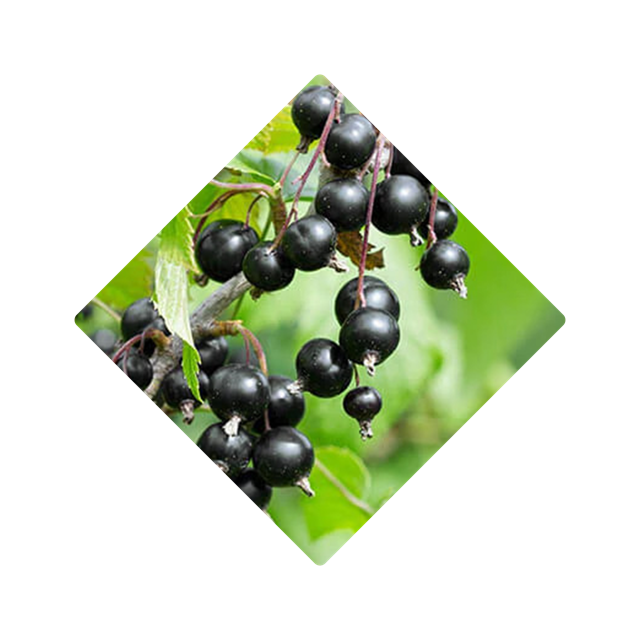 BLACKCURRANTS