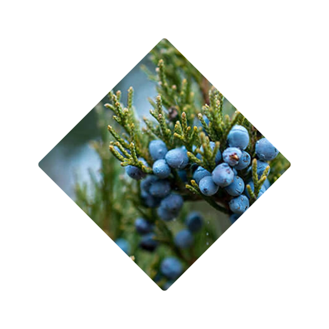 JUNIPER BERRIES