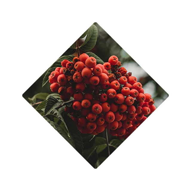 Rowan Berries